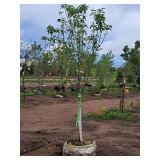 Spring Snow Crabapple Malus Spring Snow 1.75" caliper, Ball & Burlap SKU#1842