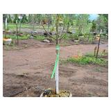 Spring Snow Crabapple Malus Spring Snow 1.75" caliper, Ball & Burlap SKU#1842