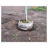 Spring Snow Crabapple Malus Spring Snow 1.75" caliper, Ball & Burlap SKU#1842