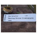 Spring Snow Crabapple Malus Spring Snow 1.75" caliper, Ball & Burlap SKU#1842