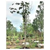 St. Croix Elm 4" caliper, Ball & Burlap