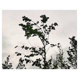 St. Croix Elm 4" caliper, Ball & Burlap