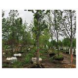 St. Croix Elm 4" caliper, Ball & Burlap