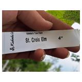 St. Croix Elm 4" caliper, Ball & Burlap