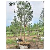 Boulevard Linden 3.5" caliper, Ball & Burlap