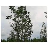 Boulevard Linden 3.5" caliper, Ball & Burlap