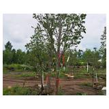 Boulevard Linden 3.5" caliper, Ball & Burlap