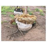 Boulevard Linden 3.5" caliper, Ball & Burlap