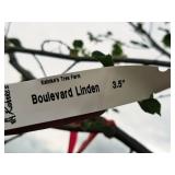 Boulevard Linden 3.5" caliper, Ball & Burlap