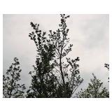 Elm, Triumph Ulmus Morton Glossy 3" caliper, Ball & Burlap SKU#1665