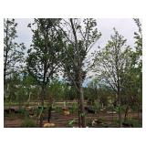 Elm, Triumph Ulmus Morton Glossy 3" caliper, Ball & Burlap SKU#1665