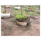 Elm, Triumph Ulmus Morton Glossy 3" caliper, Ball & Burlap SKU#1665