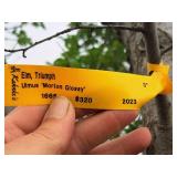 Elm, Triumph Ulmus Morton Glossy 3" caliper, Ball & Burlap SKU#1665