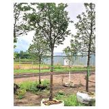 Elm, Triumph Ulmus Morton Glossy 3" caliper, Ball & Burlap SKU#1665