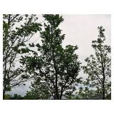 Elm, Triumph Ulmus Morton Glossy 3" caliper, Ball & Burlap SKU#1665