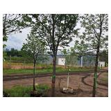 Elm, Triumph Ulmus Morton Glossy 3" caliper, Ball & Burlap SKU#1665