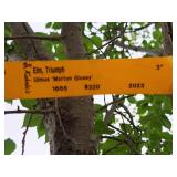 Elm, Triumph Ulmus Morton Glossy 3" caliper, Ball & Burlap SKU#1665