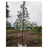 Swamp White Oak Quercus bicolor Ball & Burlap SKU#2432