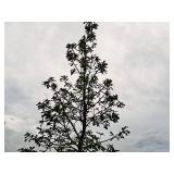 Swamp White Oak Quercus bicolor Ball & Burlap SKU#2432