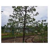 Swamp White Oak Quercus bicolor Ball & Burlap SKU#2432