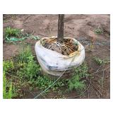 Swamp White Oak Quercus bicolor Ball & Burlap SKU#2432