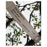 Swamp White Oak Quercus bicolor Ball & Burlap SKU#2432