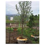 Ivory Silk Japanese Lilac Syringa Reticulata 2.5" caliper, Ball & Burlap SKU#1784