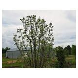 Ivory Silk Japanese Lilac Syringa Reticulata 2.5" caliper, Ball & Burlap SKU#1784