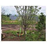 Ivory Silk Japanese Lilac Syringa Reticulata 2.5" caliper, Ball & Burlap SKU#1784