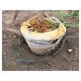 Ivory Silk Japanese Lilac Syringa Reticulata 2.5" caliper, Ball & Burlap SKU#1784