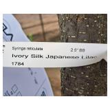 Ivory Silk Japanese Lilac Syringa Reticulata 2.5" caliper, Ball & Burlap SKU#1784