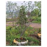 Serviceberry Clump, Autumn Brilliance 6