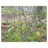 Serviceberry Clump, Autumn Brilliance 6