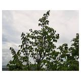 Boulevard Linden Tilia Americana 2.5" caliper, Ball & Burlap SKU#7144