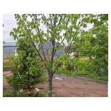 Boulevard Linden Tilia Americana 2.5" caliper, Ball & Burlap SKU#7144