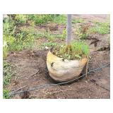 Boulevard Linden Tilia Americana 2.5" caliper, Ball & Burlap SKU#7144