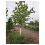 Scarlet Jewell Red Maple Acer Rubrum Bailcraig 2.5" caliper, Ball & Burlap SKU#6084