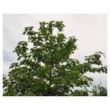 Scarlet Jewell Red Maple Acer Rubrum Bailcraig 2.5" caliper, Ball & Burlap SKU#6084