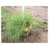 Scarlet Jewell Red Maple Acer Rubrum Bailcraig 2.5" caliper, Ball & Burlap SKU#6084