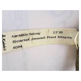 Scarlet Jewell Red Maple Acer Rubrum Bailcraig 2.5" caliper, Ball & Burlap SKU#6084