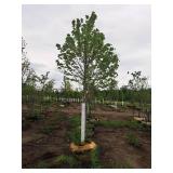 Black Hills Spruce Picea Glauca Densata 5