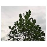 Black Hills Spruce Picea Glauca Densata 5