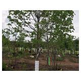 Black Hills Spruce Picea Glauca Densata 5