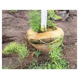 Black Hills Spruce Picea Glauca Densata 5