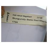 Burgundy Belle Red Maple Acer Rebrum Magnificent 2.5" caliper, Ball & Burlap SKU#1724