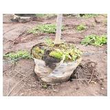 Boulevard Linden Tilia Americana 2.5" caliper, Ball & Burlap SKU#7144