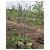 Serviceberry Clump, Autumn Brilliance 6