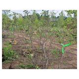 Serviceberry Clump, Autumn Brilliance 6