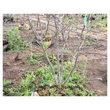 Serviceberry Clump, Autumn Brilliance 6