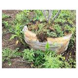 Serviceberry Clump, Autumn Brilliance 6